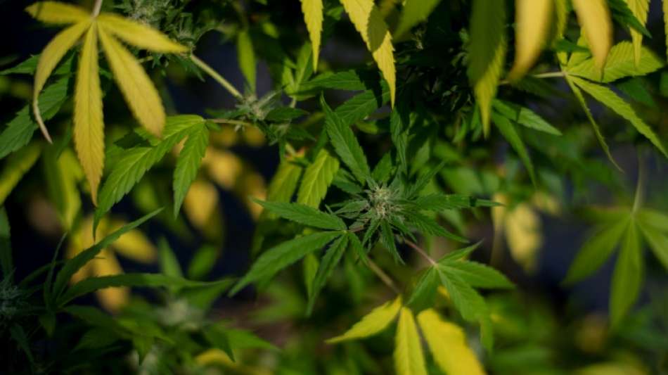 FDP-Generalsekret&auml;r pl&auml;diert f&uuml;r Vorsicht bei Legalisierung von Cannabis 