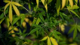FDP-Generalsekret&auml;r pl&auml;diert f&uuml;r Vorsicht bei Legalisierung von Cannabis 
