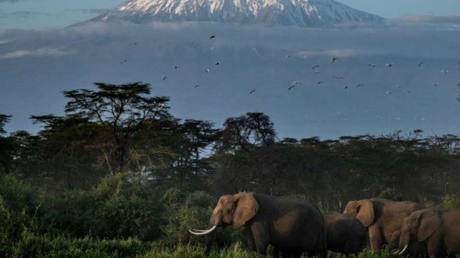 Elefanten-Herde fliegt in "Weltpremiere" von Gro&szlig;britannien nach Kenia
