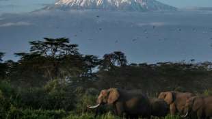 Elefanten-Herde fliegt in "Weltpremiere" von Gro&szlig;britannien nach Kenia