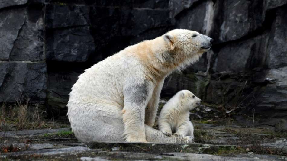 Rostocker Zoo freut sich &uuml;ber Eisb&auml;rennachwuchs