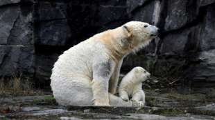 Rostocker Zoo freut sich &uuml;ber Eisb&auml;rennachwuchs