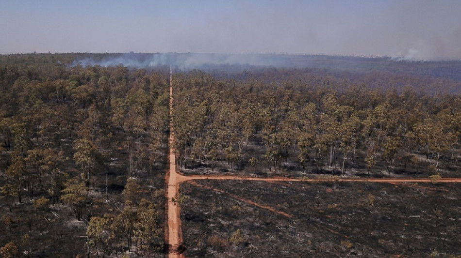 Countries could use forests to 'mask' needed emission cuts: report