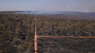 Countries could use forests to 'mask' needed emission cuts: report