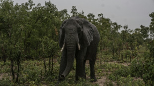 Zimbabue sacrificará a decenas de elefantes y entregará la carne para el consumo local