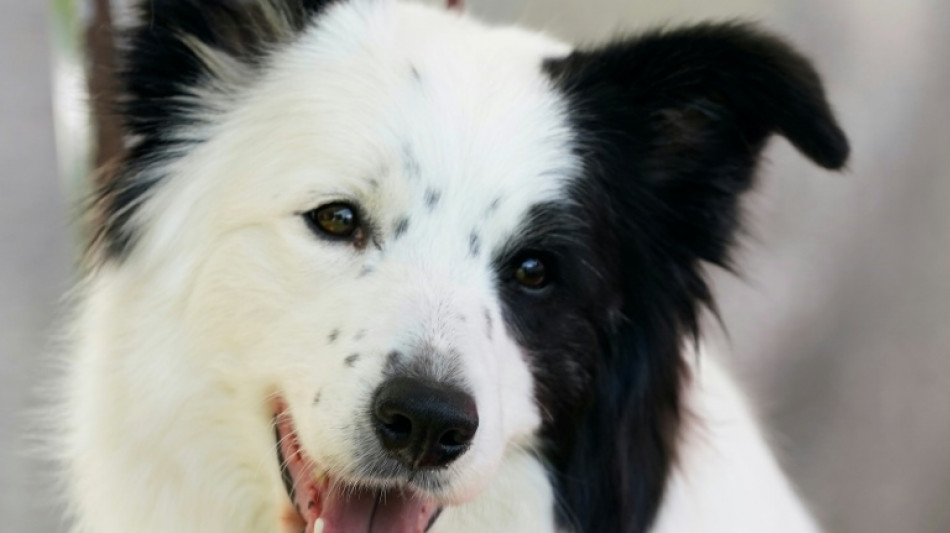 Certains chiens peuvent apprendre des mots en &eacute;coutant les conversations, selon une &eacute;tude