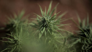 "Welt": Cannabis-Gesetz sorgt f&uuml;r starken R&uuml;ckgang bei erfassten Drogendelikten