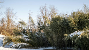Nachbarschaftsstreit um Meter hohe Bambushecke vor dem Bundesgerichtshof