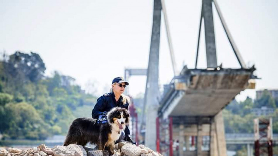 Morto Night Spirit, il cane poliziotto eroe del Ponte Morandi