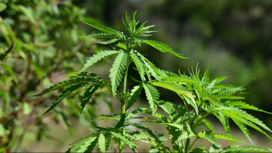 Supremo de Brasil forma mayor&iacute;a para despenalizar porte de marihuana para uso personal
