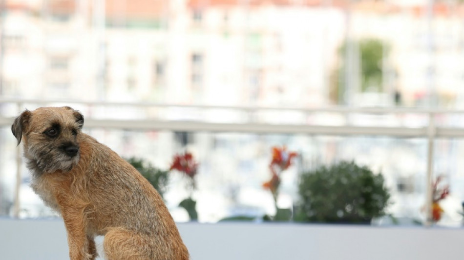 Tier kopfüber in Auto geschleudert: Geldstrafe wegen Misshandlung von Hund in Hessen