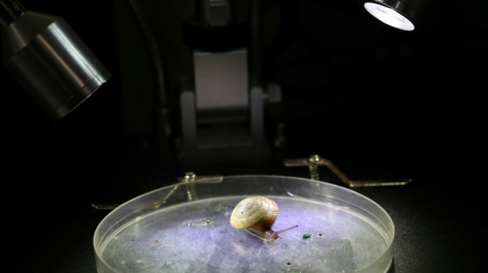 Un caracol de Bermudas se salva de la extinci&oacute;n con ayuda de un zool&oacute;gico ingl&eacute;s