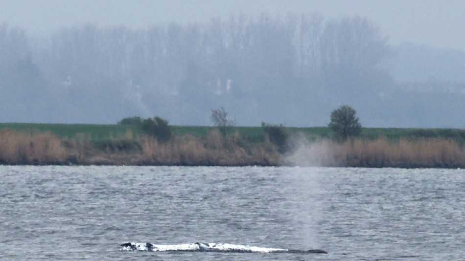 Helfer bem&uuml;hen sich weiter um vor Ostseeinsel Poel liegenden Buckelwal