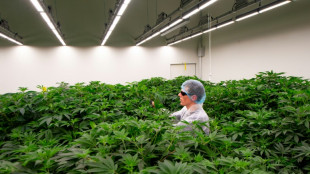 Pa&iacute;ses Baixos ampliam para mais oito cidades o teste de consumo legal de maconha