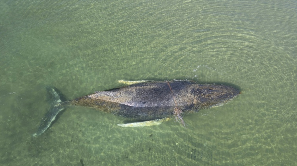 'Free Timmy!': Beached whale grips and divides Germany