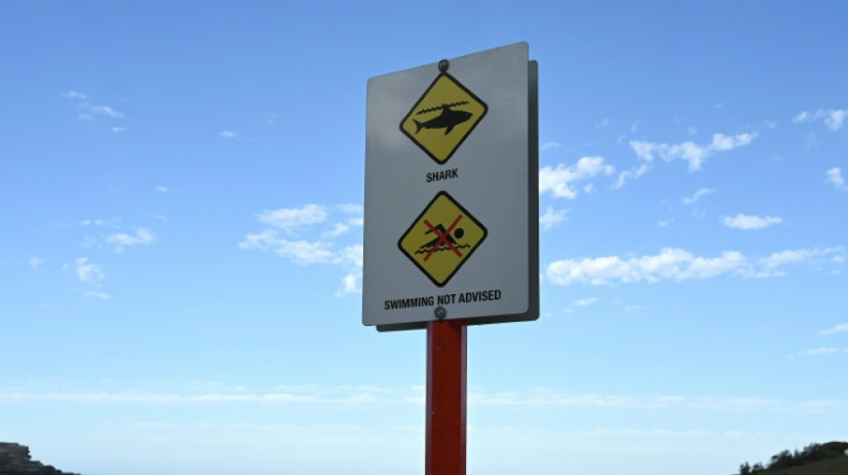Les attaques de requin ont augment&eacute; dans le monde en 2023, selon un bilan annuel