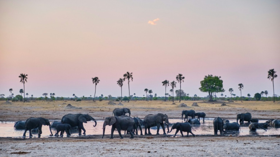 Tech tracking to tackle human-wildlife conflict in Zimbabwe