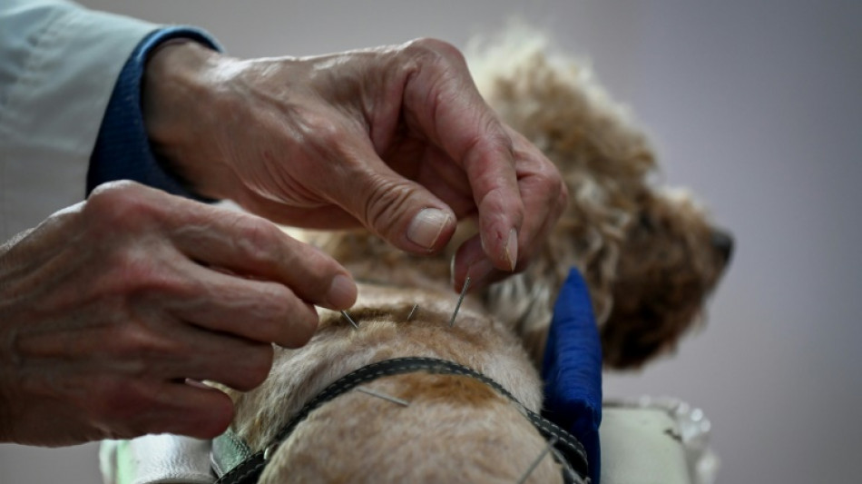 Acupuntura para animales, una tendencia creciente en Pek&iacute;n 