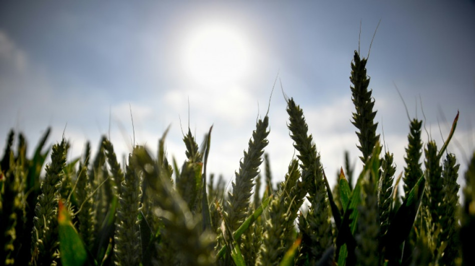 S&eacute;cheresse : le dilemme des agriculteurs du Val de Loire