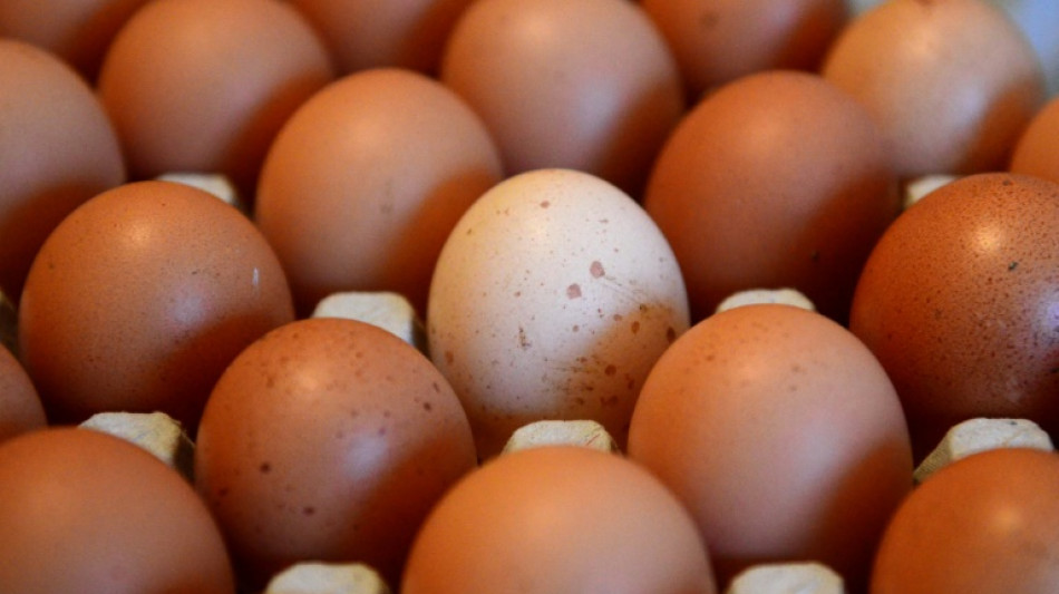 Oster-Mythos ade: Weihnachten ist Hauptgeschäft im Eierhandel