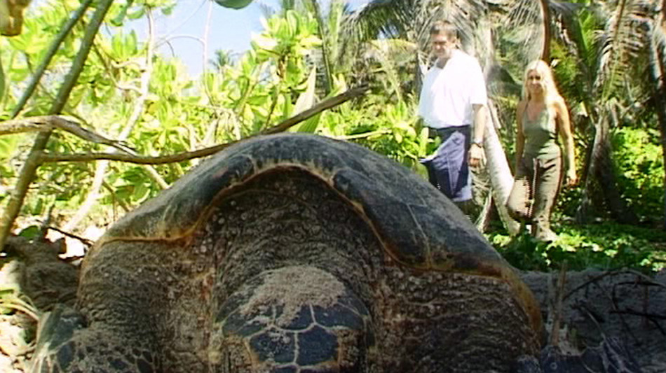 Galapagos, dopo 150 anni le tartarughe giganti tornano sull'isola di Floreana