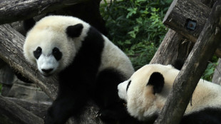 P&eacute;kin envoie deux nouveaux "pandassadeurs" &agrave; Washington