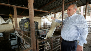 Los ganaderos palestinos intentan recuperar sus reba&ntilde;os tras una epidemia de fiebre aftosa