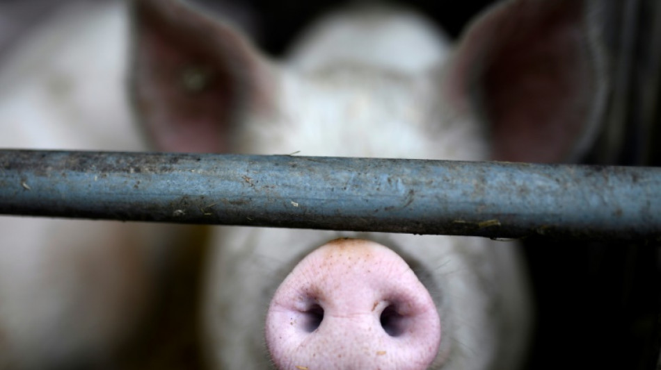 Afrikanische Schweinepest erstmals in S&uuml;ddeutschland aufgetreten