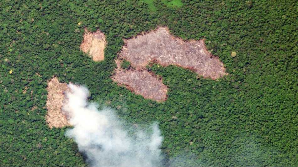 Pay to protect: Brazil pitches new forest fund at COP30