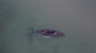 Drama um hilflosen Wal in Ostsee: Privatinitiative darf Rettungsversuch starten