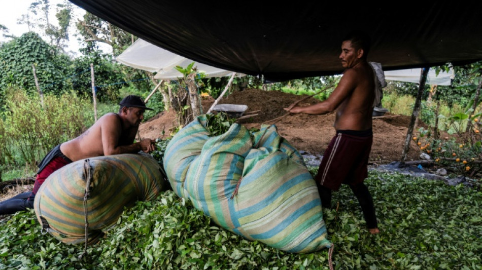 La insospechada crisis del negocio de la coca&iacute;na en Colombia