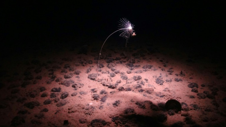 Mineral-rich nodules and the battle over mining the deep sea