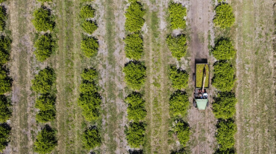 La naranja de Florida, una fruta emblem&aacute;tica en crisis 