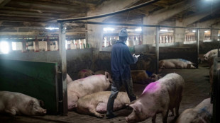 China impondrá recargos provisionales sobre las importaciones de cerdo europeo