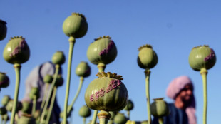 El cultivo de amapola de opio crece un 32% en Afganist&aacute;n tras el regreso talib&aacute;n