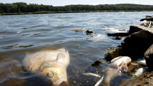 "Peces muertos por todos lados" en un r&iacute;o entre Alemania y Polonia