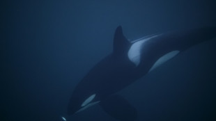 M&eacute;nopause: quand celle des c&eacute;tac&eacute;s pourrait aider &agrave; expliquer celle des femmes