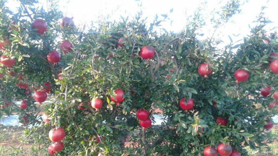 L'alta cucina promuove la longevità, il cibo come terapia