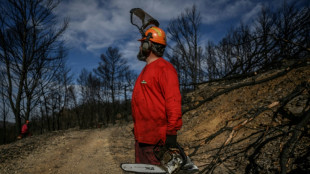 Après le grand incendie de l'été dans l'Aude, des milliers de tonnes de bois à exploiter