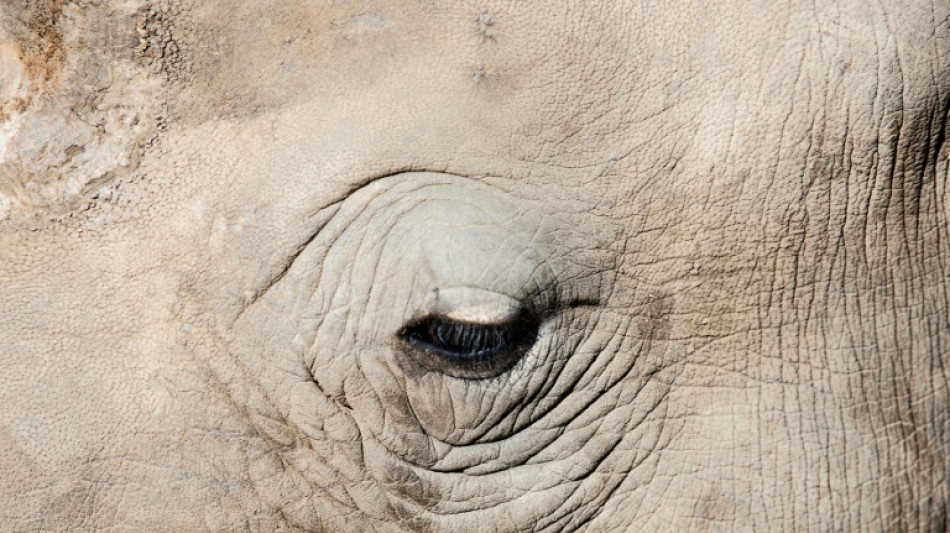 South African rhino-lover seeks  billionaire successor