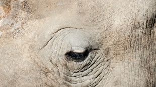 South African rhino-lover seeks  billionaire successor