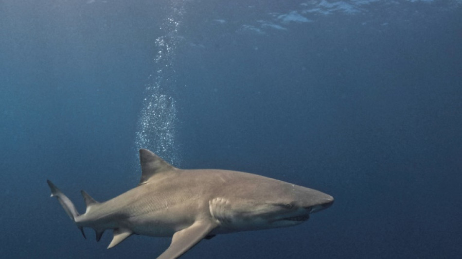Egypte: un touriste italien tu&eacute; par un requin en mer Rouge