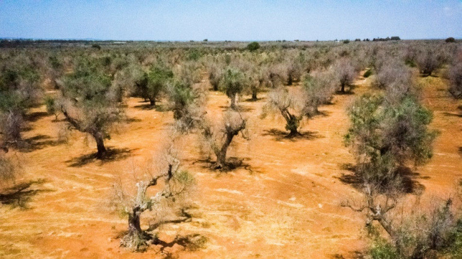 Ses oliviers d&eacute;cim&eacute;s, le sud des Pouilles lutte pour se r&eacute;inventer