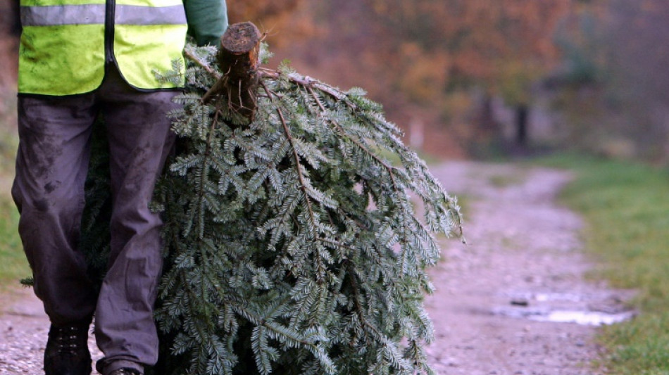 Bundesfinanzhof: Angepflanzte Weihnachtsb&auml;ume sind nicht Bestandteil von Grundst&uuml;ck