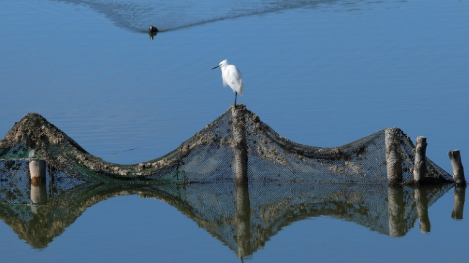R&eacute;chauffement climatiques, activit&eacute;s humaines... les oiseaux migrateurs d&eacute;sertent le ciel albanais