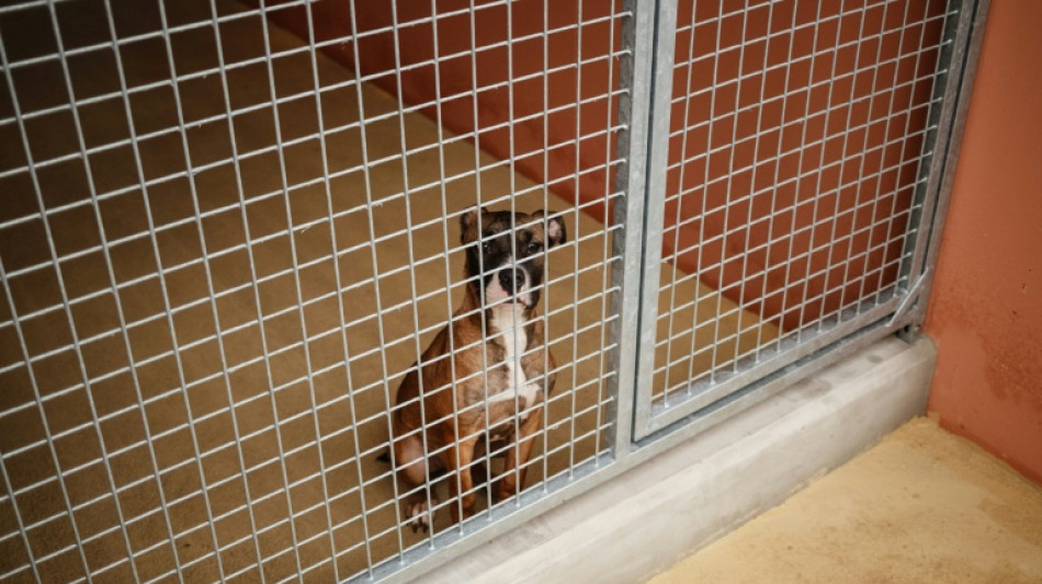 UE: des r&egrave;gles pour le bien-&ecirc;tre des chiens et chats d&eacute;finitivement adopt&eacute;es