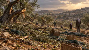 رصد 13 اعتداء على موسم الزيتون في أربع محافظات فلسطينية