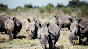 Los rinocerontes de Sud&aacute;frica amenazados por el aumento de la caza furtiva