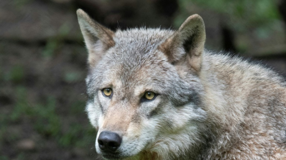 Le texte abaissant la protection du loup en Europe entre en vigueur