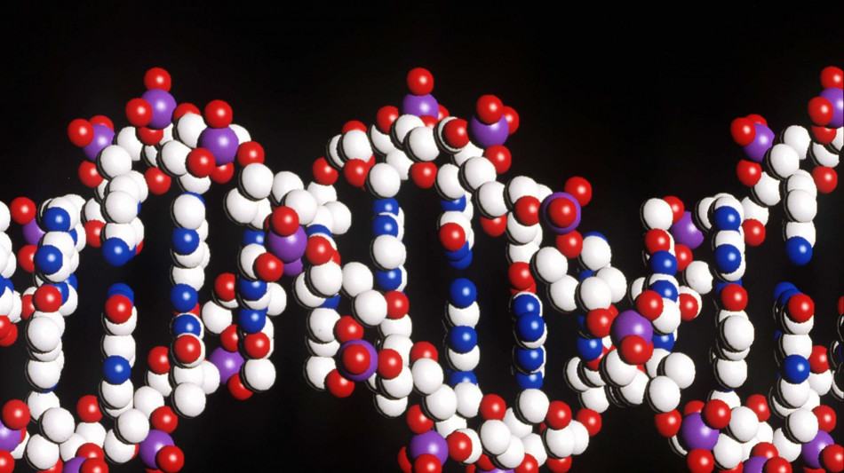 Dna solitario di Ötzi, diverso da quello dei suoi contemporanei